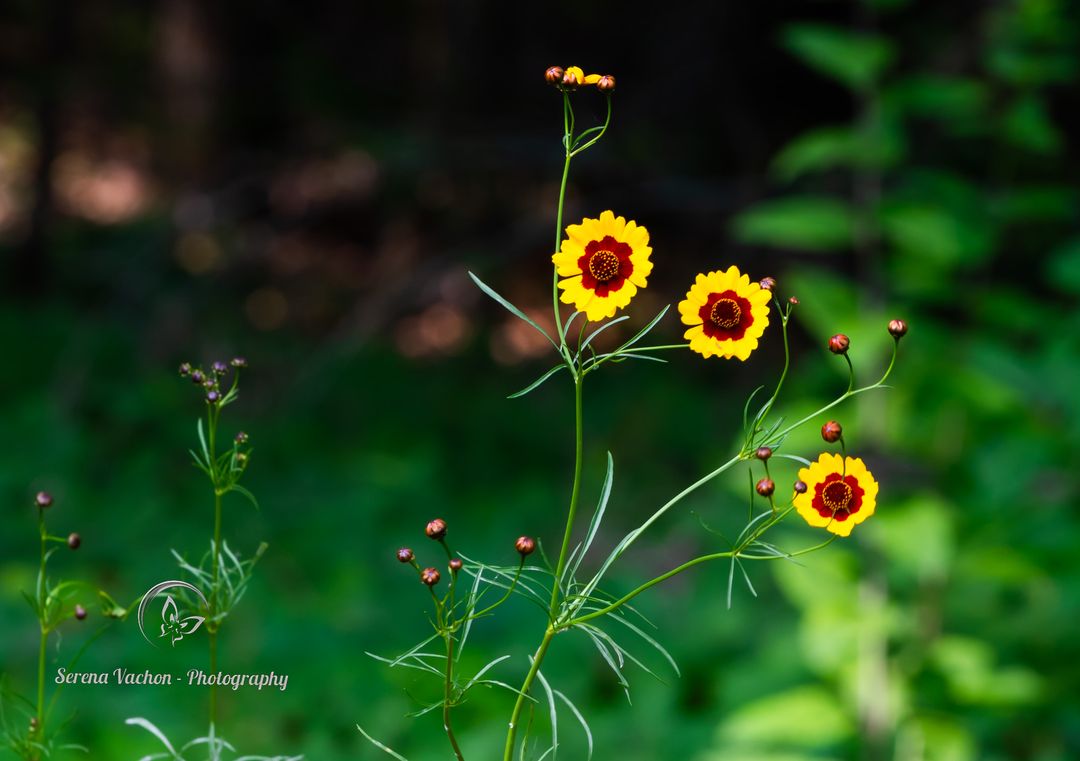 Coreopsis wildflowers #flowers #flowerphotography #wildflowers