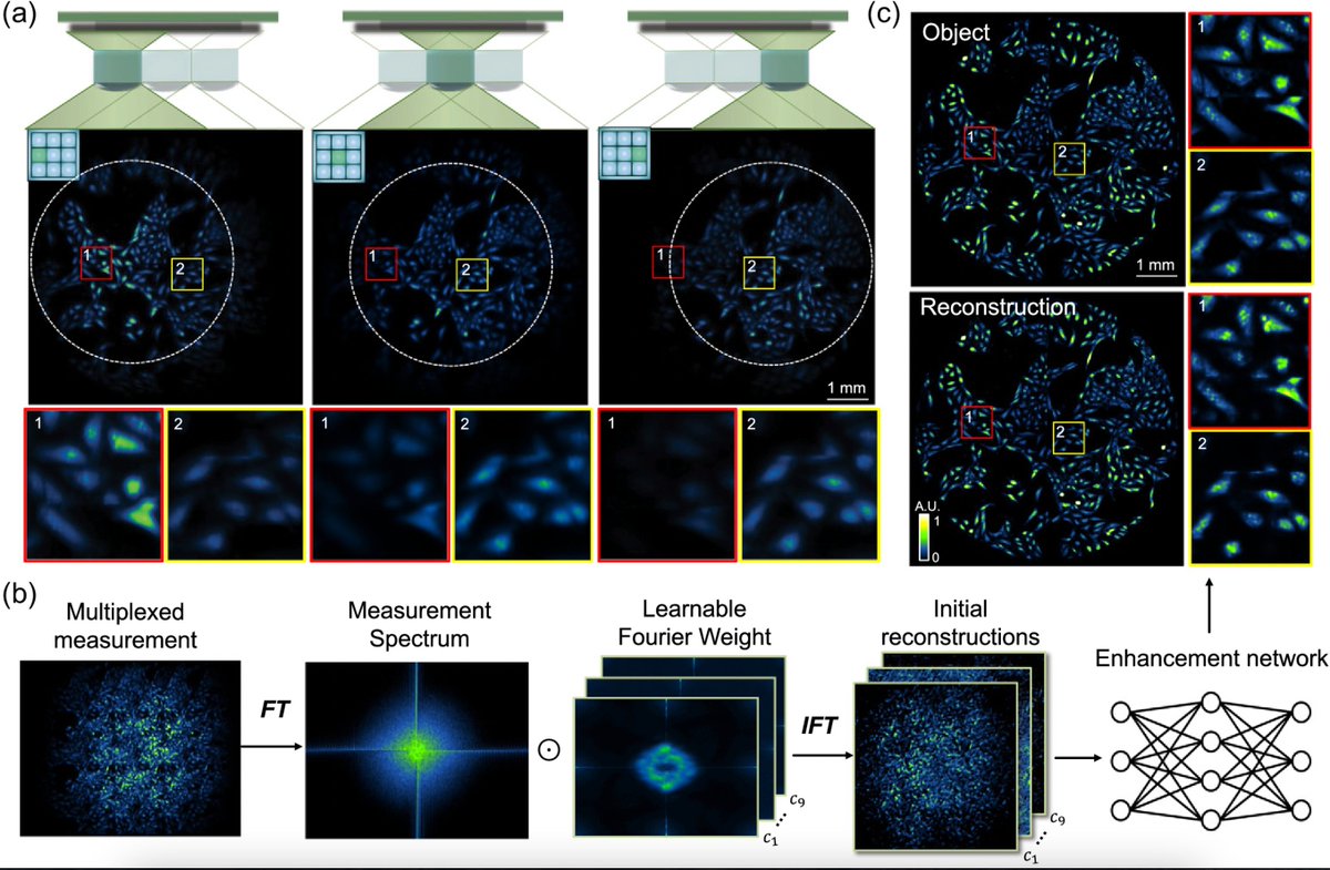 Lei Tian (@leitian14) on Twitter photo Qianwan's work introduces SV-FourierNet to address extensive view multiplexing and non-local, shift-variant aberrations.
<a href="/OpticaWorldwide/">Optica</a> <a href="/BU_ece/">BU Dept. of Electrical & Computer Engineering</a> <a href="/BUCollegeofENG/">BU Engineering</a> <a href="/CISE_BU/">BU Center for Information & Systems Engineering</a>
opg.optica.org/optica/fulltex… Qianwan's work introduces SV-FourierNet to address extensive view multiplexing and non-local, shift-variant aberrations.
<a href="/OpticaWorldwide/">Optica</a> <a href="/BU_ece/">BU Dept. of Electrical & Computer Engineering</a> <a href="/BUCollegeofENG/">BU Engineering</a> <a href="/CISE_BU/">BU Center for Information & Systems Engineering</a>
opg.optica.org/optica/fulltex…