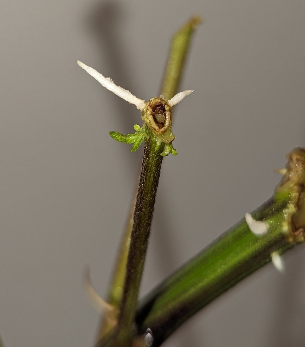 TempleGrower's tweet photo. Romulan Haze rootlets. Clone everything... You just never know. 🤩😮‍💨🌱
#GrowYourOwn #CloneYourOwn #Cannabis https://t.co/UA9ILZepQ0