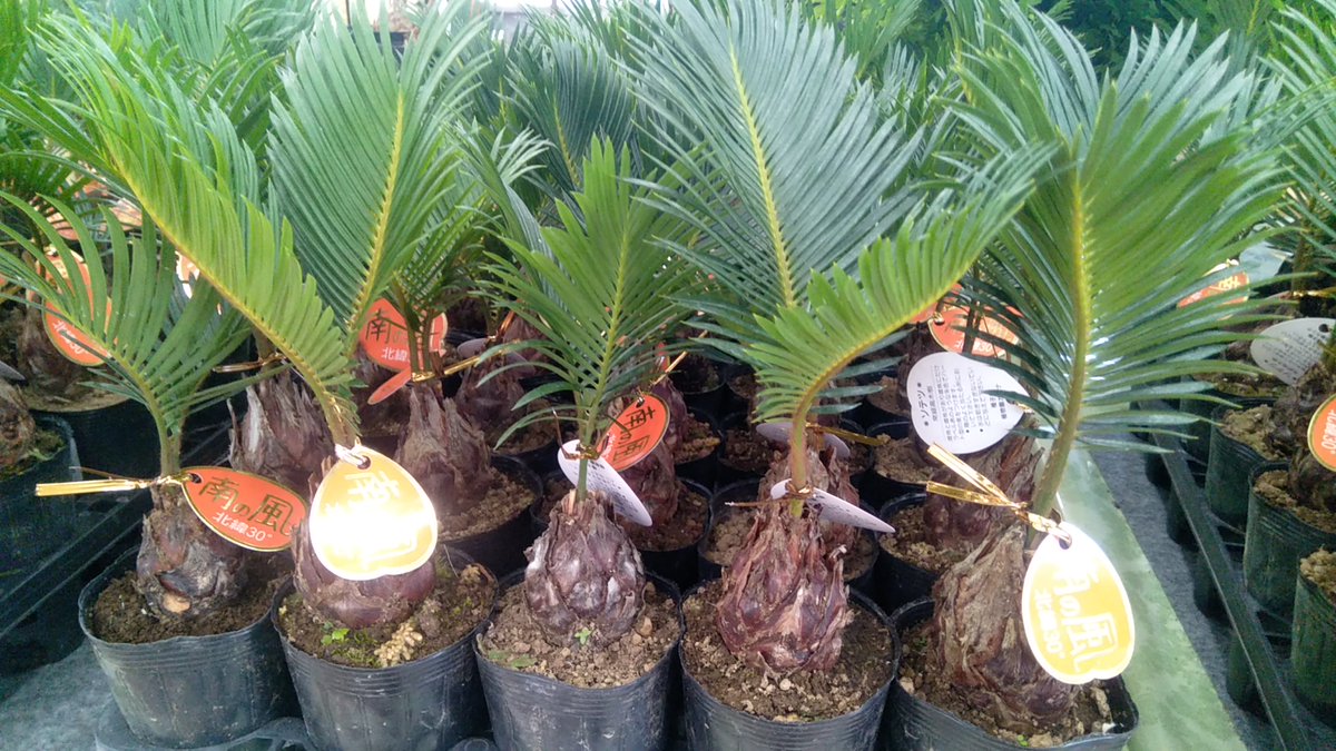 ガーデンセンター瑞穂店】 夏場のオススメ！ テーブルの上でも楽しめる