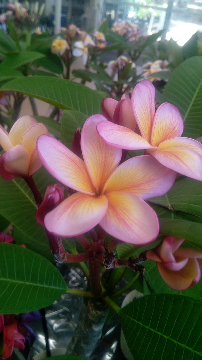 ガーデンセンター瑞穂店】 南国の花「#プルメリア 」に 小さなミニ苗が