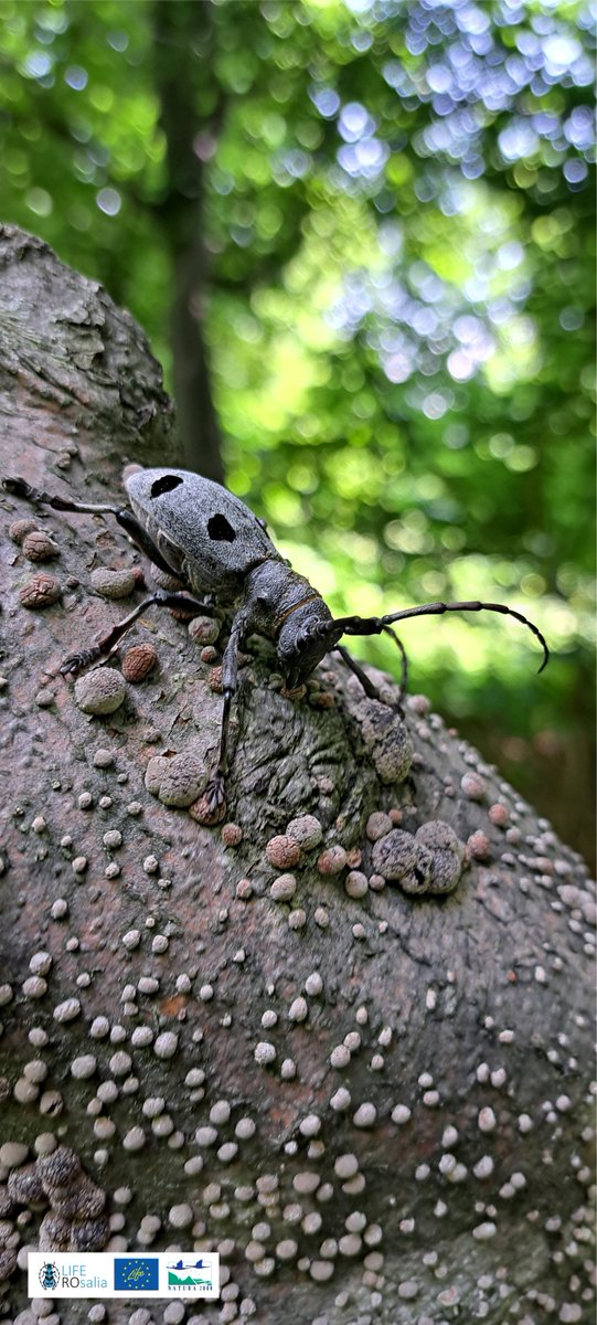 At the beginning of summer, we start the #monitoring and #evaluation of the intervention areas and the refill of the traps with #pheromones for the #conservation of #saproxylicinsects in #PutnaVranceaNaturalPark #Romania 

 #LifeROsalia #LIFENature