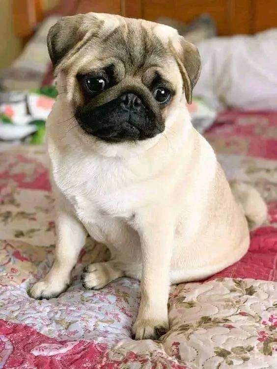 pugloverstw's tweet photo. A great photography 🥰🥰 https://t.co/1qLBiThyPU