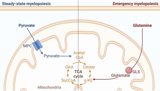 rupress.org/jem/article/22…

It seems pyruvate, may be more important for hematopoiesis than any other fuel source.