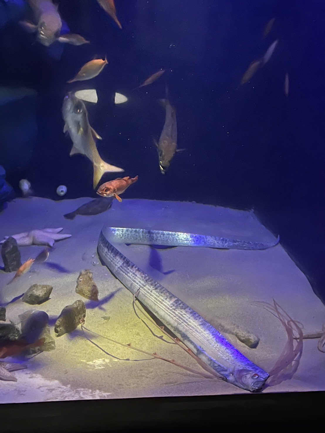 リュウグウノツカイ - Search / X