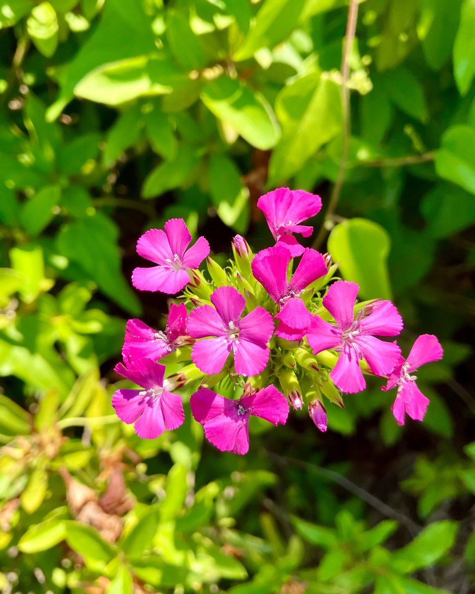 ataiga_0908's tweet photo. Check out these pretty Sweet William flowers! 🌸 

For all you HSPs and HSS-HSPs out there, let nature's beauty calm your soul. 

Enjoy at your own pace! ✨

#sweetwilliam #hsp #hsshsp #highlysensitiveperson #naturebeauty #calmingvibes #relaxation #mentalhealth #selfcare #nature https://t.co/pNbwn21QEg