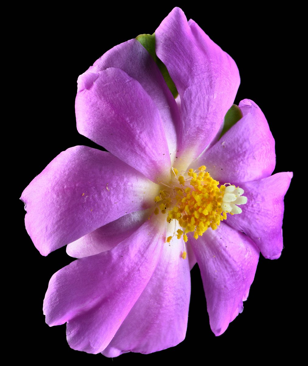 debi_ed's tweet photo. What a beautiful flower of Pereskia grandifolia, Cactaceae 🌸🌵 They are shrubs or trees, which reach a size of 1 to 5 m high.

#Botany #Plants #Cactus https://t.co/J0REgtBVMM