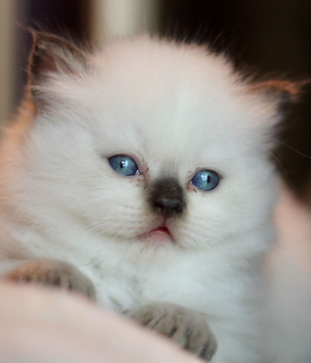 bufalson's tweet image. 🥰❤️ ❤️

#cat #meme #u2u #U2DPN