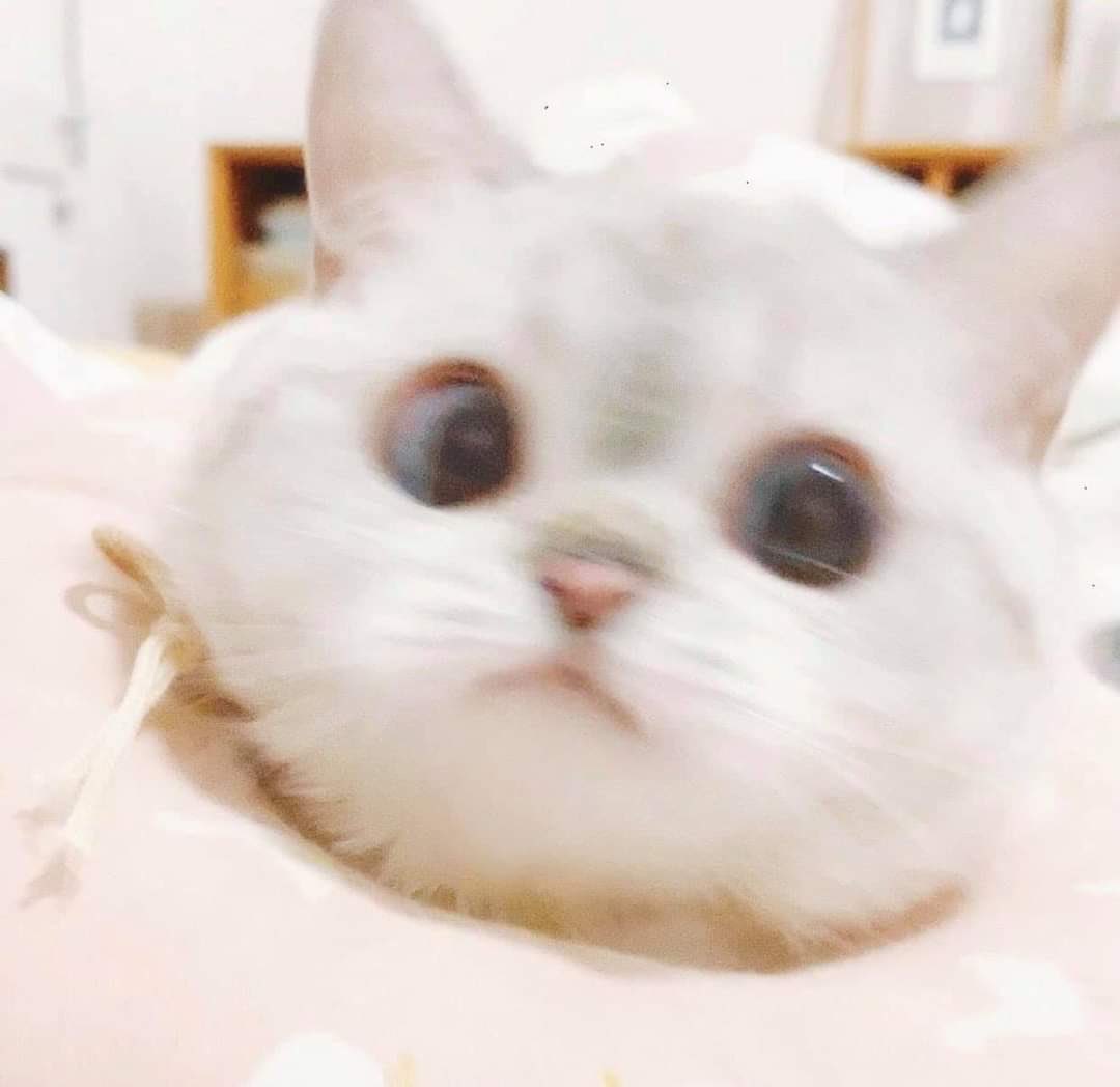 babyjey10's tweet image. โปรโมทตลอดปีแปลว่าเดือนนี้โปรโมทแป้งกับรองพื้น เดือนหน้าอาจจะโปรโมทลิป อะไรแบบนี้ปะ ดังนั้นโฟกัสรองพื้นกันทุกคน เลือกตามเฉดสีผิวตัวเองได้เลยเพราะมีให้เลือกตั้ง22เฉด ส่วนตัวใช้สีเดียว109กับเตนล์ไม่ได้เลยมันจะลอยเอาหน้านี่อ่ะ

TEN FITME LOVE
#TENxMAYBELLINE   
#TENxMAYBELLINEFITME