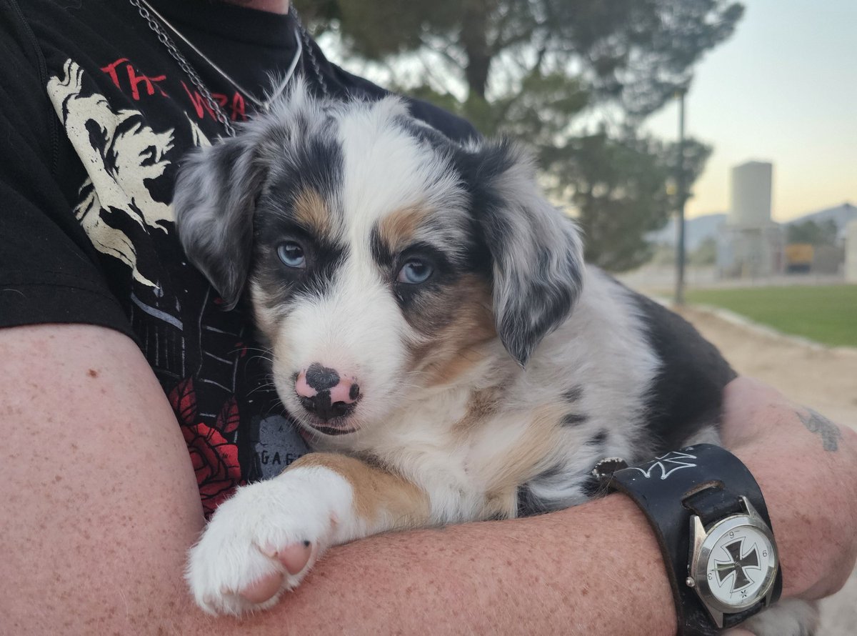MittsForKitts's tweet photo. Meet Cobalt 🐶 https://t.co/E3sGzvjO2r