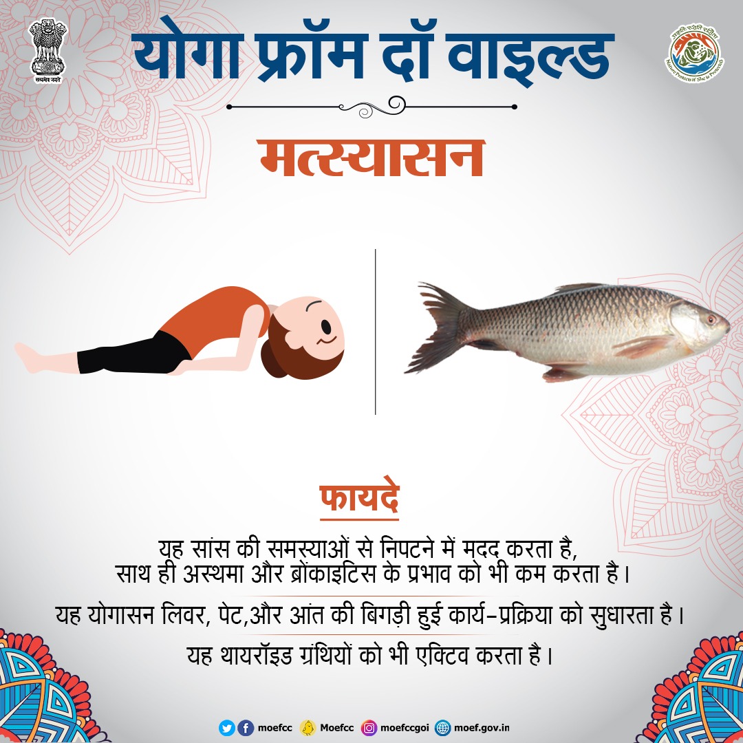 moefcc's tweet photo. Ever tried #Matsyasana
#YogaFromTheWild #YogaDay2024 #YogaForAll #IDY2024 #InternationalDayofYoga2024 https://t.co/8PBlpxtWbs