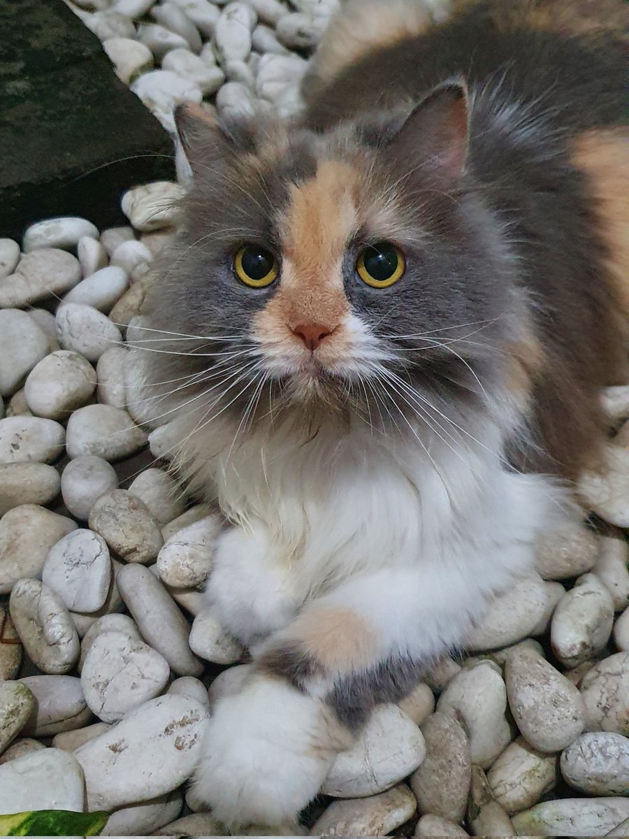 sofie syarief tweet media