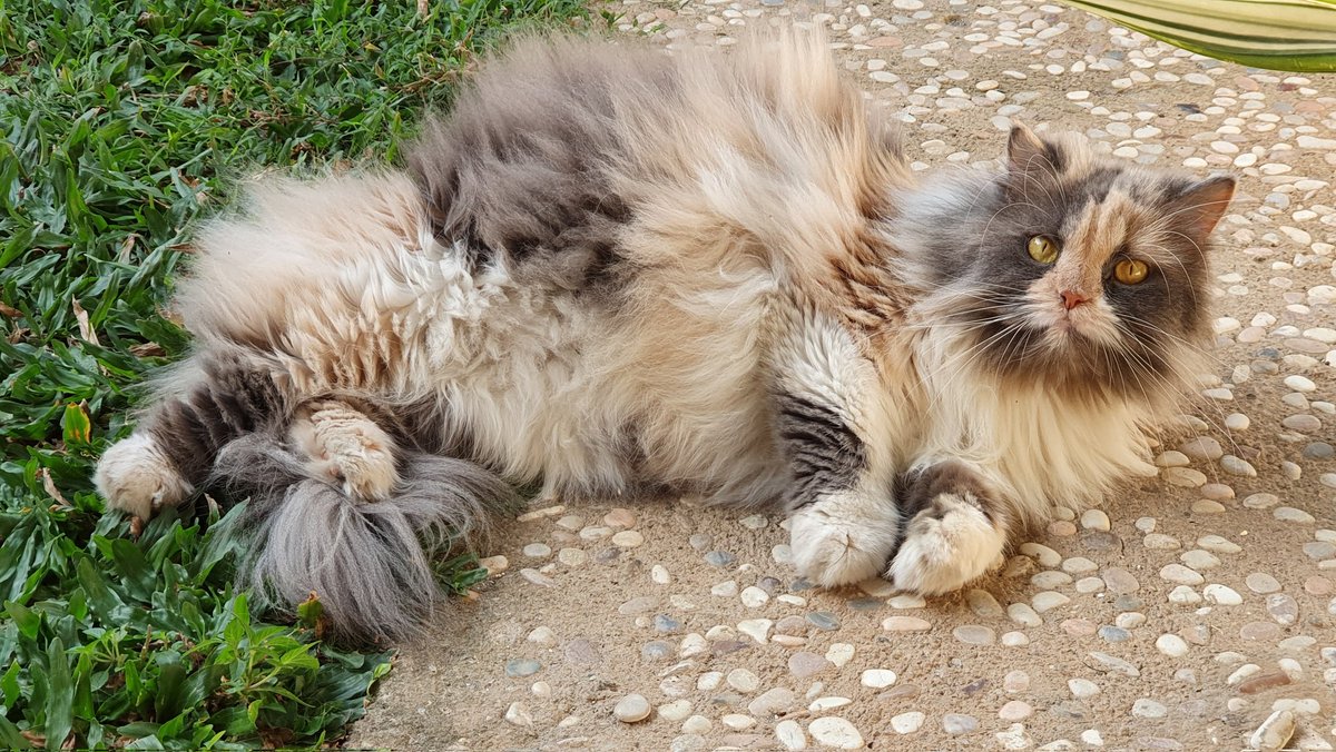 sofie syarief tweet media