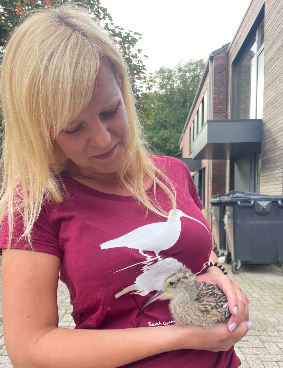 Love this photo from N Germany, of Jessica Schmidt holding the first of 30 headstarted Curlews to be released this year, by the project led by Nordhorn Zoo. 

And in a <a href="/CurlewAction/">Curlew Action</a> t-shirt too ❤️