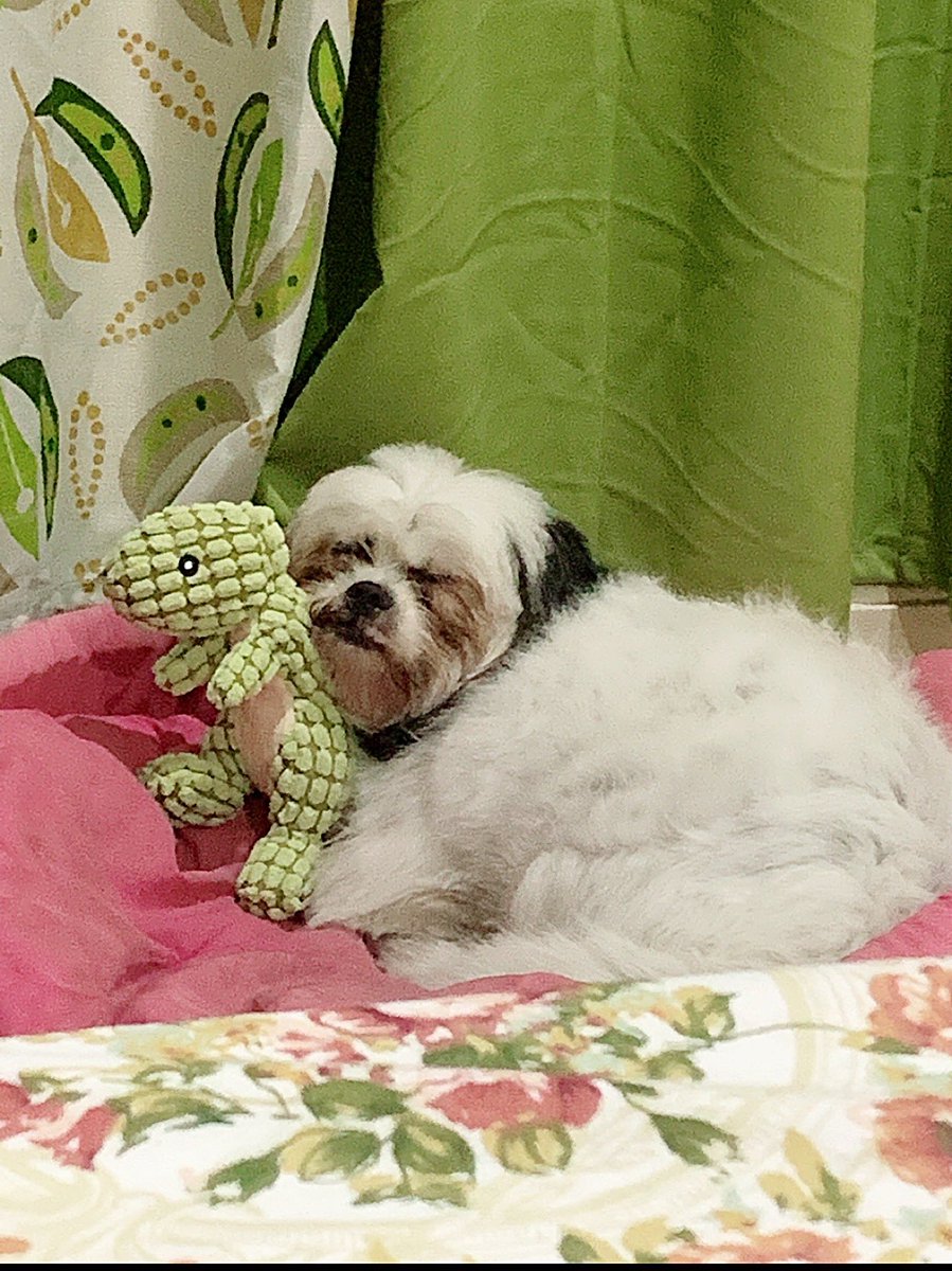 paulinnaa_'s tweet photo. @Charles_Leclerc JUST SO YOU KNOW OUR DOGS HAVE THE EXACT SAME STUFFED DINO!!! 😭 https://t.co/T00km8egbZ