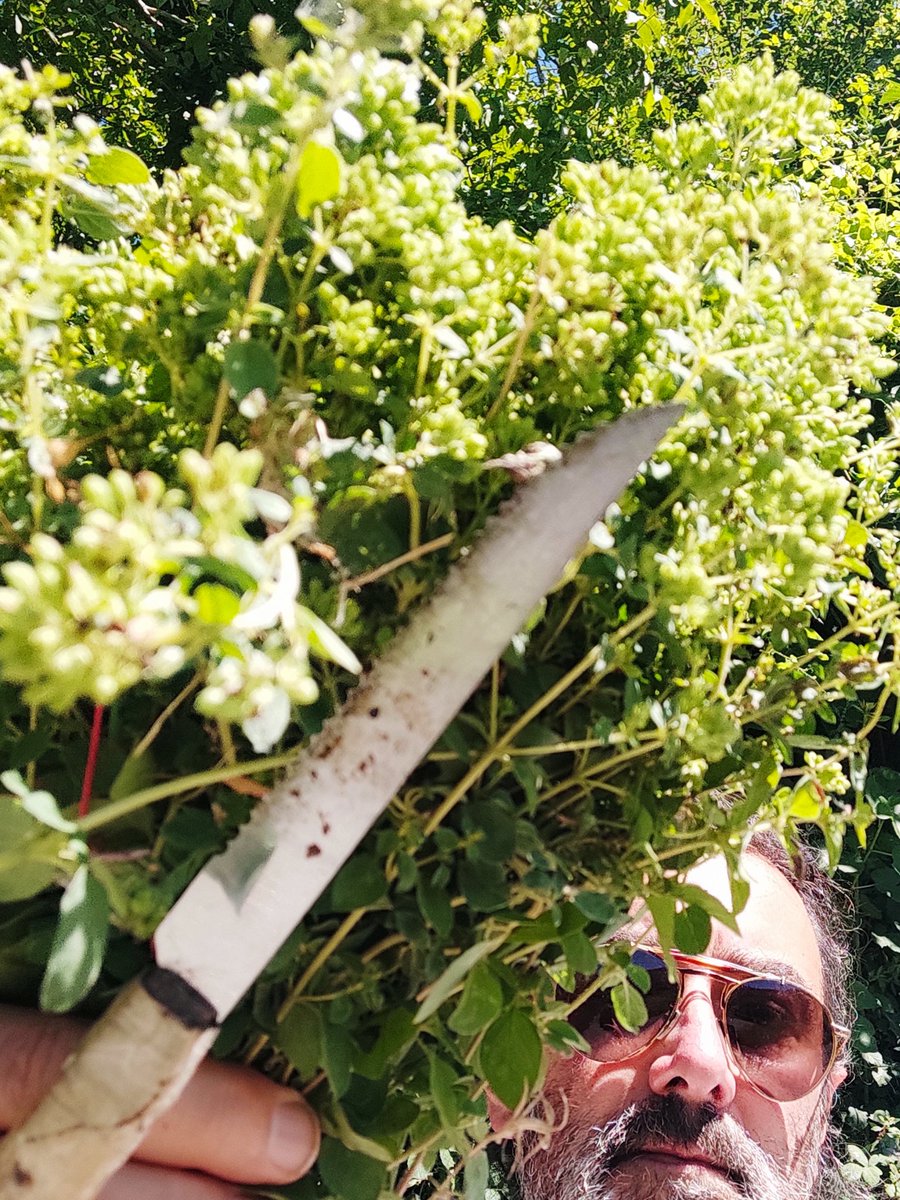 gianni_runco's tweet photo. La raccolta dell'origano selvatico, ancora oggi รจ una pratica molto diffusa nei paesi calabresi. #calabria #malito #origano #ortodeisemplici #erbeselvatiche #erbespontanee #erbeofficinali #erbario #erboristeria #API #vegan #curenaturali #biodiversita #govegan #erbearomatiche https://t.co/NAhJN1UA3o