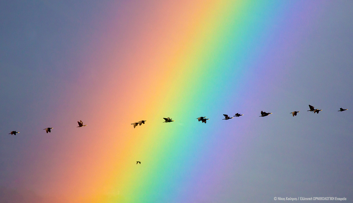 ornithologiki's tweet photo. 🌈 "Ταξίδια" χωρίς σύνορα και χωρίς διακρίσεις.
📸 Κορμοράνοι, Νίκος Κούτρας
#BirdsKnowNoBorders https://t.co/FuklpFfO7h