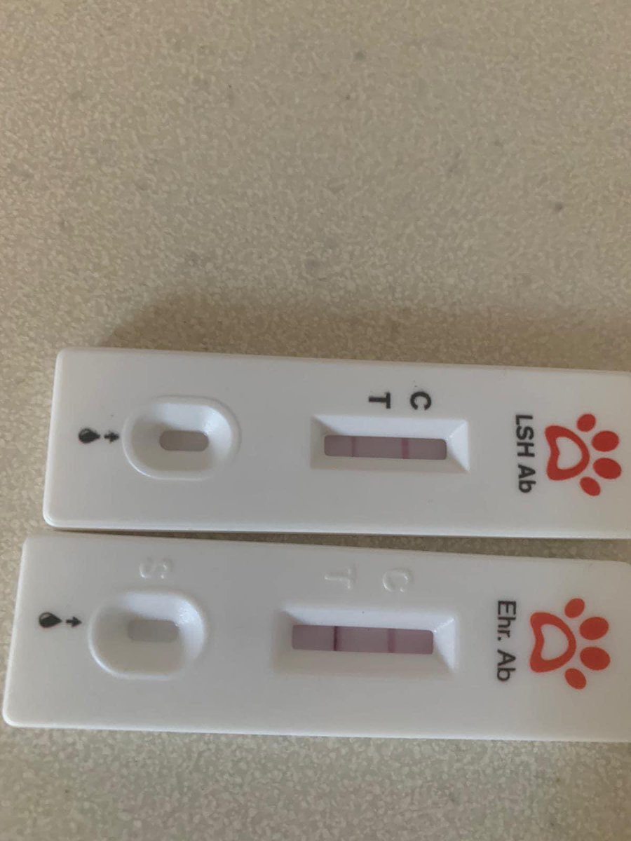 𝙏𝘼𝙍𝙊 𝙂𝙚𝙧𝙢𝙖𝙣𝙮 𝙚.𝙑. tweet media