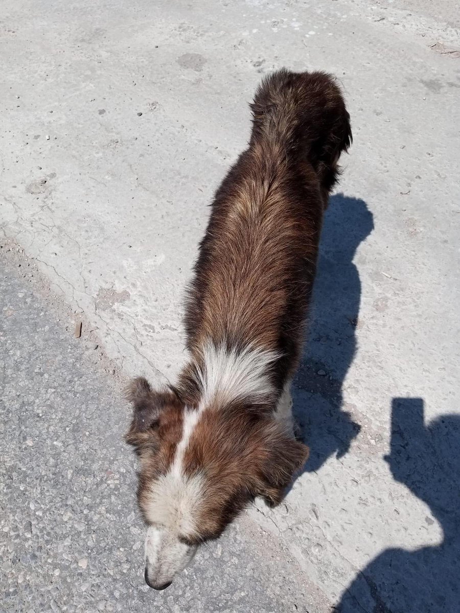 𝙏𝘼𝙍𝙊 𝙂𝙚𝙧𝙢𝙖𝙣𝙮 𝙚.𝙑. tweet media