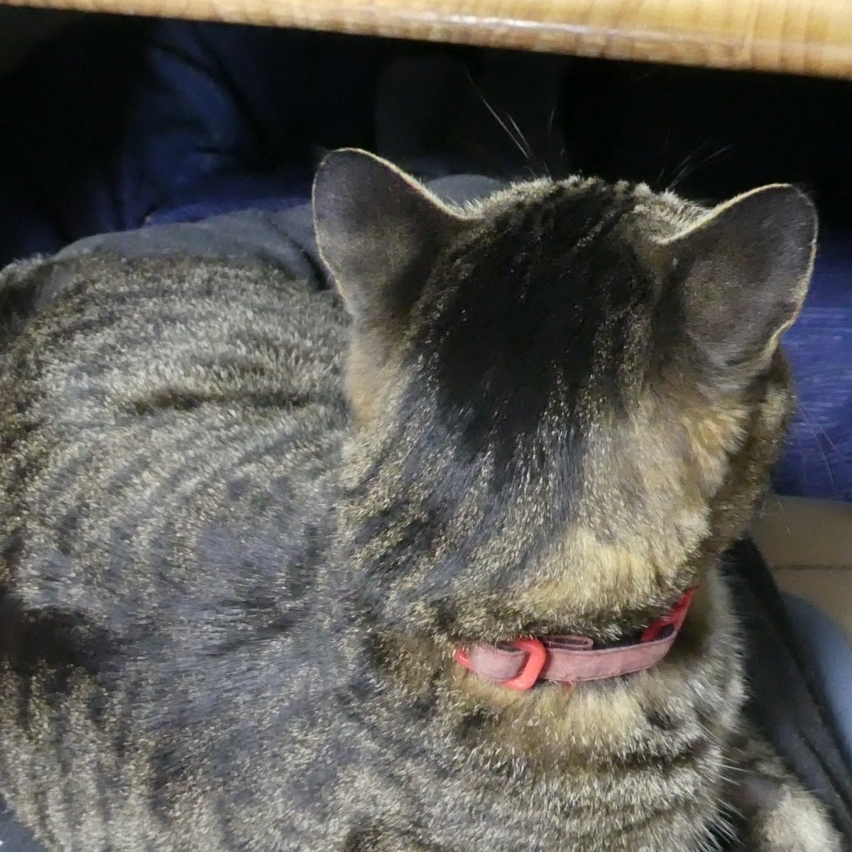 mavineko's tweet photo. 今日06/16は
#猫をひざに乗せる日 (#LapDay)です
膝にかかる重さと温もりと安らぎを感じて共に生きるパートナーの存在を再認してね🍀 https://t.co/uXxia3Toue