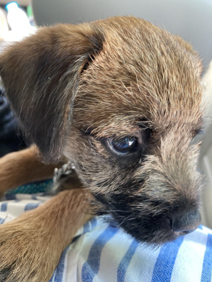 A year ago today - I’d mastered that far away look! Have a good weekend everyone ⁦<a href="/lyndaward5/">Dame Aunty Lynda Ward. BTP CBE.</a>⁩ ⁦<a href="/MrSebBT/">Sir Boots BT - bro to Sir Seb🌈💕</a>⁩ ⁦<a href="/HeidiBT3/">HeidiBT3 Lady caikey member of the house of woofs</a>⁩ ⁦<a href="/Baileyspringer1/">Sir Bailey & Sir Buster 🏴󠁧󠁢󠁳󠁣󠁴󠁿</a>⁩ ⁦<a href="/franwoodard/">Fran Woodard</a>⁩ #btposse