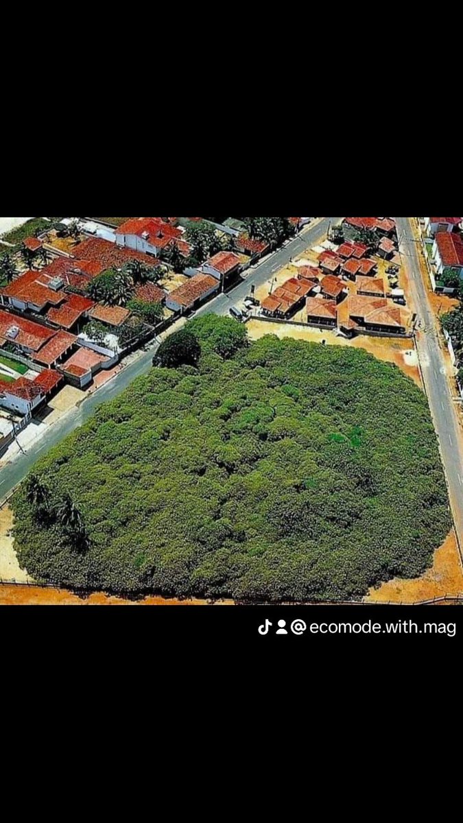 GlobalImpact_AM's tweet photo. The world's largest cashew tree. It covers 8000��m.

What comes to your mind when you see a big tree like this bearing edible fruits 🍓🍑? https://t.co/2q0G0MFa6i