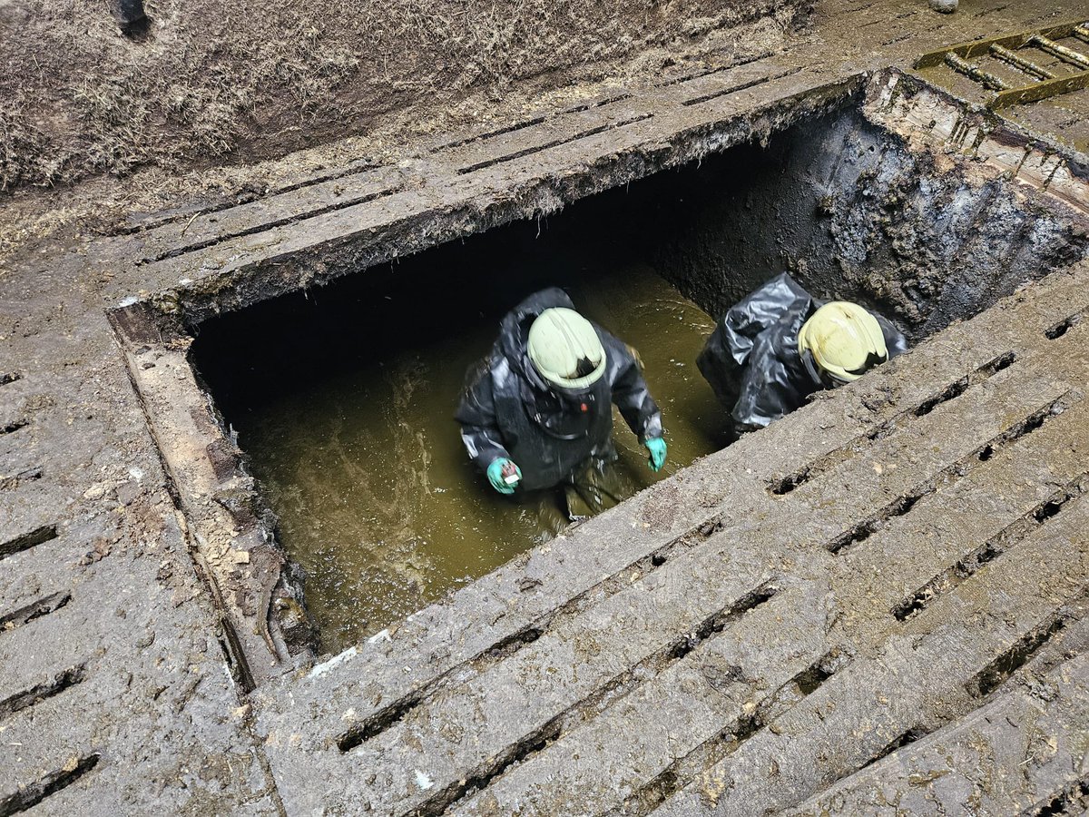 Gisteren met brw st nic en nieuwehorne 3 pinken uit mest put gehaald