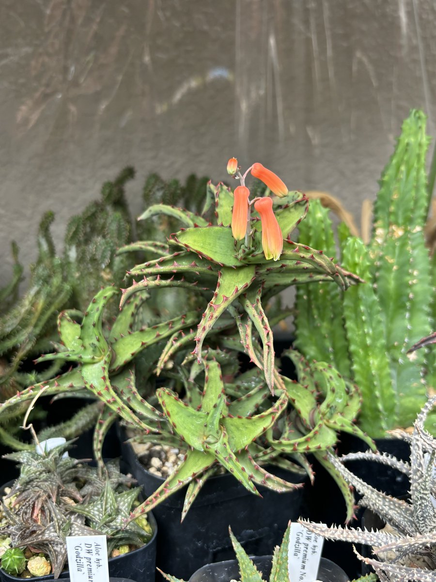 TmnrGt's tweet photo. 鮮やかな葉色に生える花のいろ👀👌
Aloe castilloniae https://t.co/qcUjSbgy2l