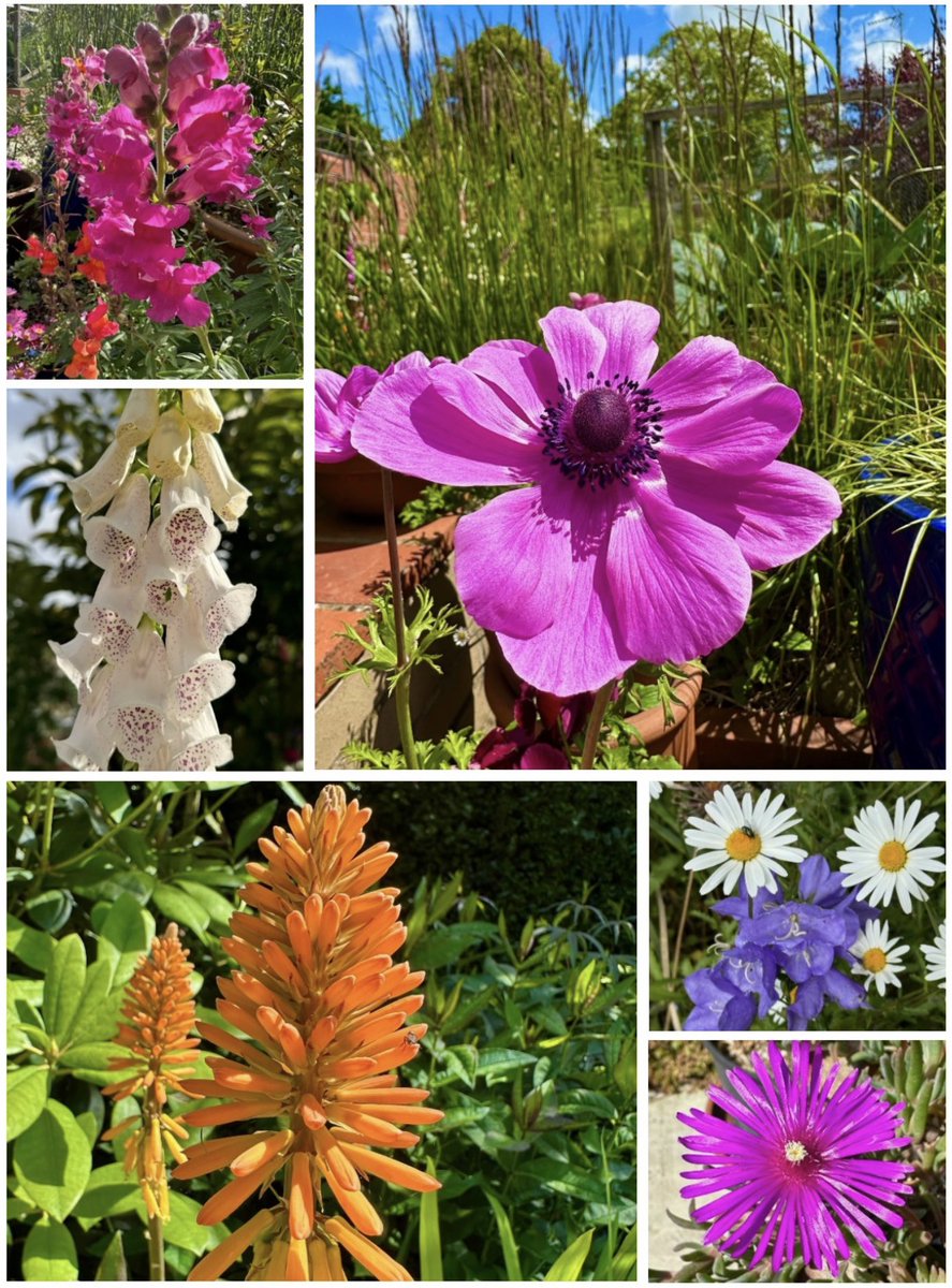 PotteringPolly's tweet image. Luckily the flowers seem quite happy with ‘the weather’ 🩷🧡🤍🌿
Happy #SixOnSaturday everyone 🌿🩷🤍🧡🌿

#flowers #britishweather #summerflowers