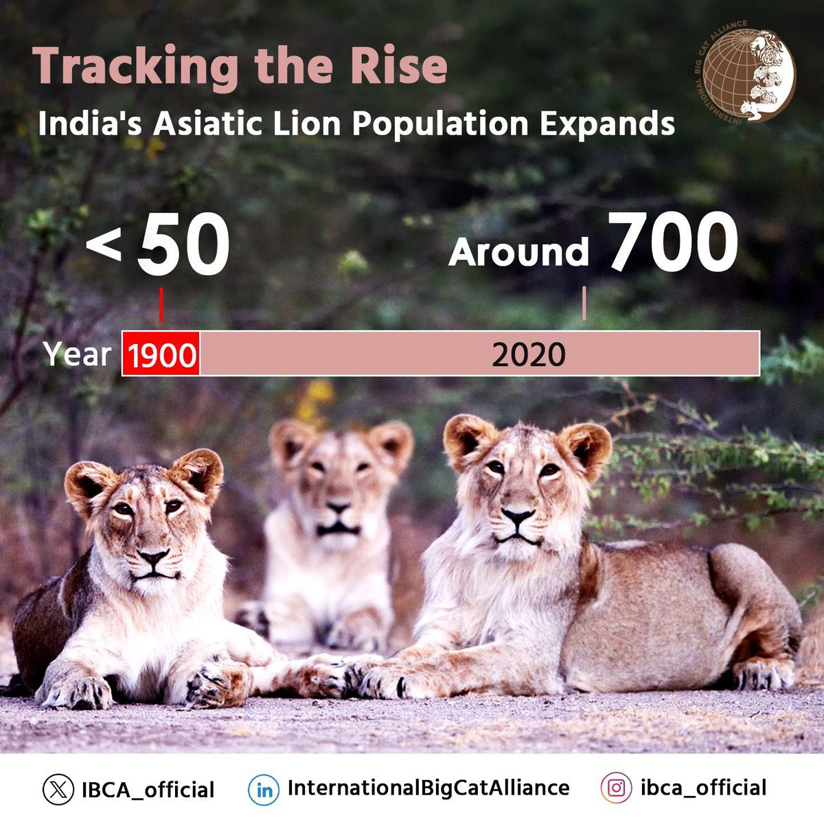 In a positive sign for conservation efforts, the <a href="/IUCN/">IUCN</a> reclassified the Asiatic lion from endangered to vulnerable in 2024. 

The IUCN has also made changes in the binomial nomenclature. Previously called Panthera Leo Persica, they are now Panthera Leo Leo.