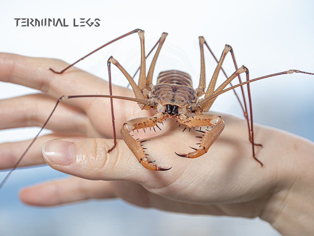 たけむし ZX25R-SE 2022年/エンボス黒/赤ダブルステッチ/純正シート 対応