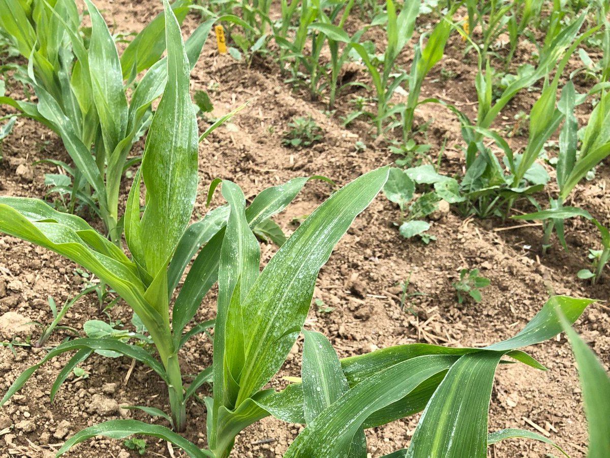 agroscope's tweet photo. Ein #Biostimulans zur Blattanwendung auf #Zeolith-Basis verbesserte den Ertrag un den #Stickstoff-Export in die Körner von #Winterweizen und #Mais. Eine Möglichkeit zur effizienteren Nutzung von Stickstoff und zur Reduktion der Stickstoffverluste.
➡️ https://t.co/EdlYRd2HE3 https://t.co/kxLlimSKnh