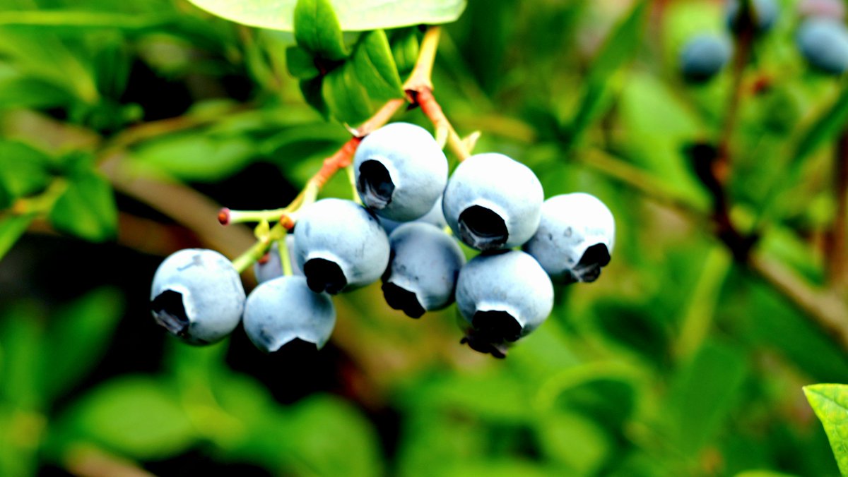 첫수확
블루베리 농장에서