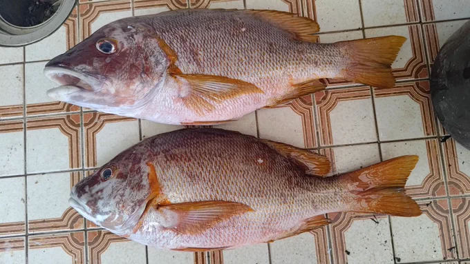 ルアーが釣れなかったので友人が釣ったシブダイを食べる 