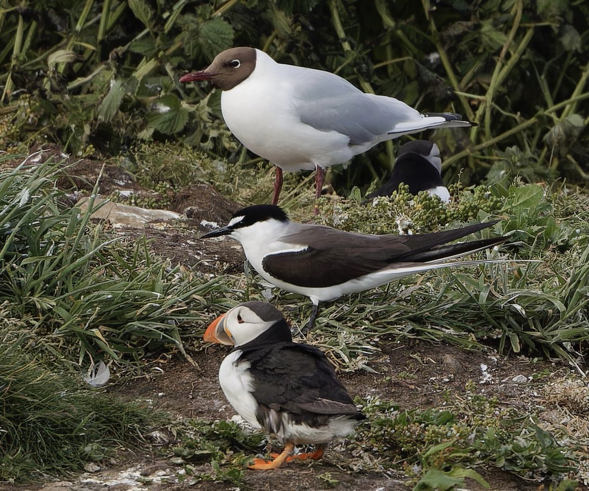partbirdpartman's tweet photo. Amble was rough
#coquetisland 
#amble
#bridledtern
#birdheads 
#puffin 
#puffincruises https://t.co/bTA5CdeyKI