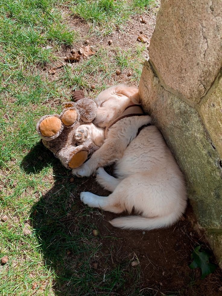 Animal_fanlover's tweet photo. https://t.co/HG7YwWcf6T