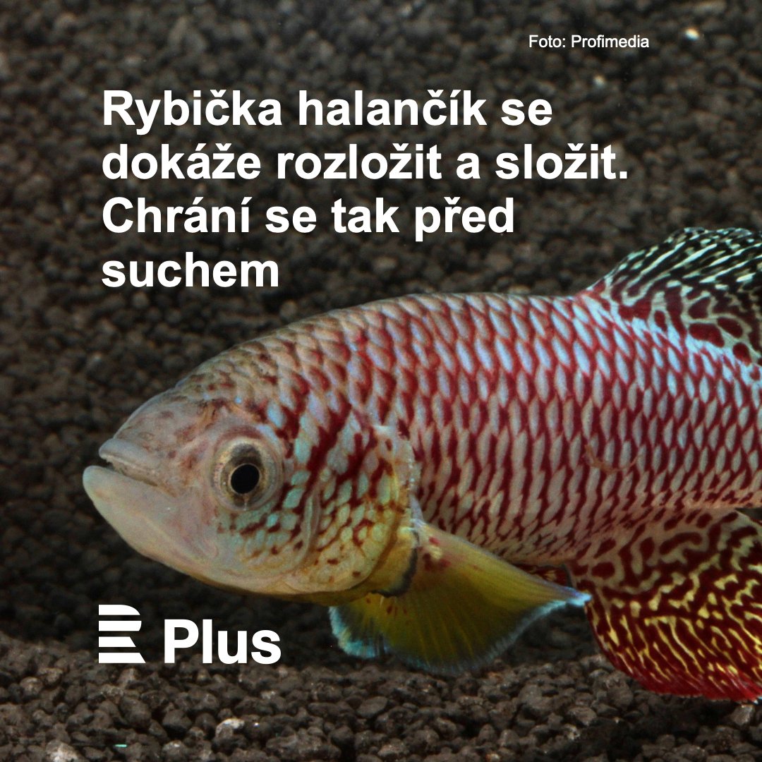 CRoPlus's tweet image. Známá akvarijní rybka halančík Furzerův našla způsob, jak přežít dlouhá období sucha. Jako rané embryo se dokáže rozložit na jednotlivé buňky. Když opět zaprší, do podoby embrya se zas složí. Poslechněte si #Laboratoř. 🔗 rozhl.as/atI @martinamaskova