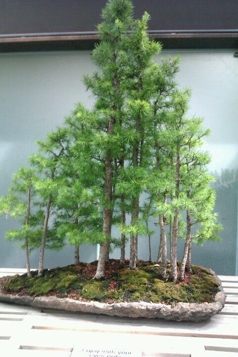 Скосырская Виктория Юрьевна tweet media