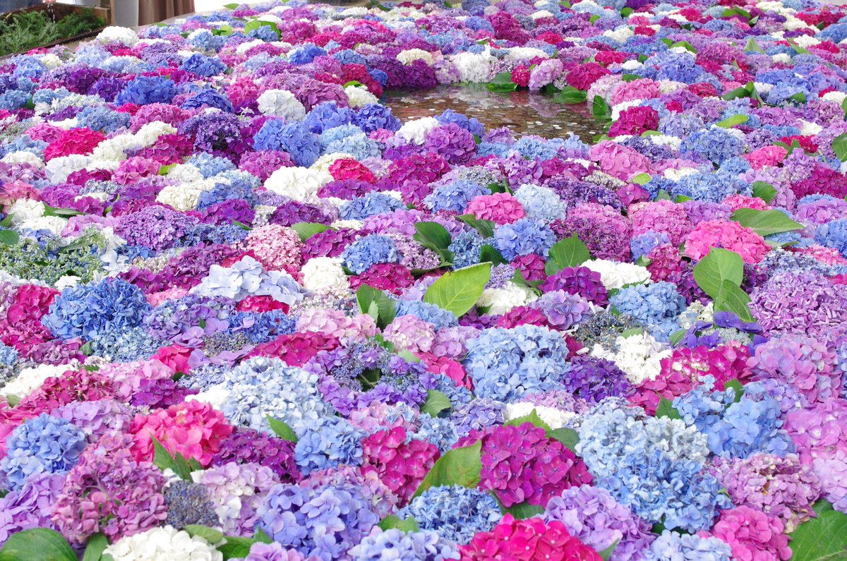 umaumabird's tweet photo. #太宰府天満宮 の花手水見てきました
とっても綺麗でした
明日までだそうです。#紫陽花
#PENTAX #FA31 https://t.co/5htmt8C9EK