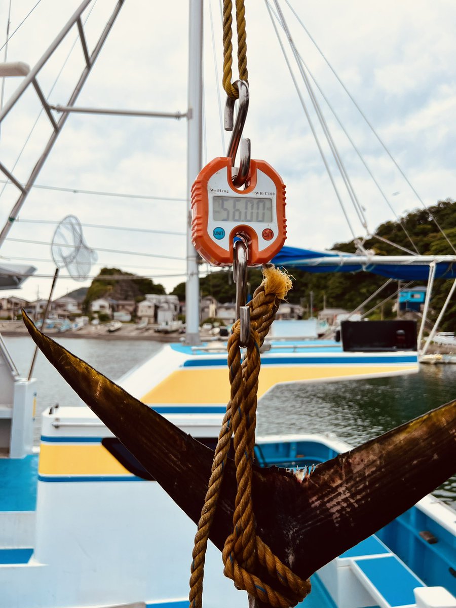 Shachiku_fish's tweet photo. 56キロでした。当然クーラーにも入らんので、鮪袋に氷漬けにしてダッシュで帰ってます。次回は大型クーラー積んで、腕立て伏せして出直してきます！ https://t.co/AAKNMbWbdA