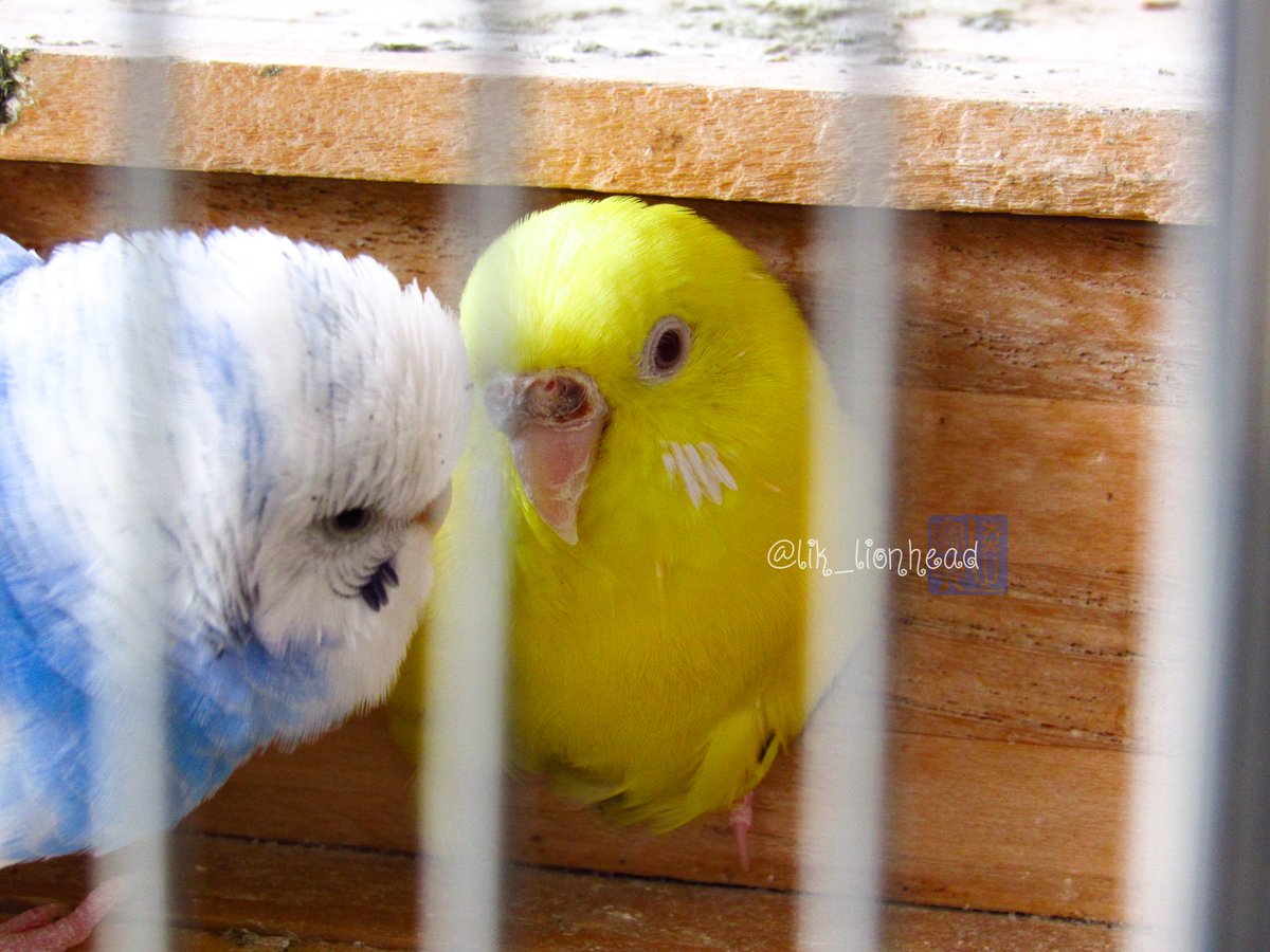 lik_nasua_nasua's tweet photo. 今日は #オウム・インコの日
仲良しインコさんズ
#久留米市鳥類センター 
#コザクラインコ #キボウシインコ #ムジボウシインコ
#セキセイインコ
#PeachfacedLovebird #LoveBirds #YellowshoulderedAmazon #MearyAmazon
#Budgerigar
#オウム・インコデー
#オウムインコDAY
#Parakeet https://t.co/7tM4V7mxP8