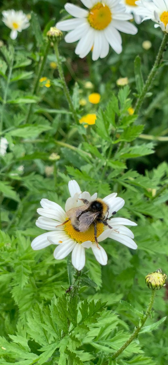 The well-being garden is coming out beautifully despite the reluctant sunshine. We are blessed to have so much nature attracted to the garden. This week we welcomed 🐸 in the pond alongside our newts, beetles and dragonflies. 🌼