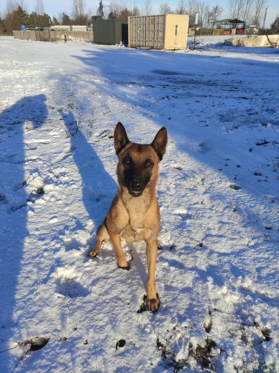 EMADmde's tweet photo. 'Pingo ' vuelve a casa . Tras casi ocho meses velando por la seguridad de Destacamento #TIGRU 🇪🇸 🇷🇴 📡 en la Sección de Protección de la Fuerza 👮, nuestro compañero de cuatro patas Pingo 🐕 vuelve a casa. ¡Misión cumplida! 💪 #MOPS @EjercitoAire https://t.co/f0RqRAyX2h