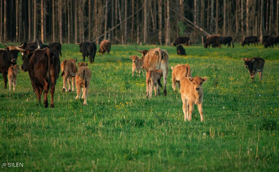 Zooteeka's tweet image. 🐂🐎 Šodien raidījumā: savvaļas zirgi, taurgovis un dabas atjaunošana Ķemeru pļavās + par iemesliem, kuru dēļ viņiem draud iznīcināšana.
🔊  Stāsta biologs @andis_liepa, viņu pieskatītājs un ĶNP fonda vadītājs. Klausies @NABAradio 12.00, pēc tam Spotify un LSM!

📷 Laura Silen