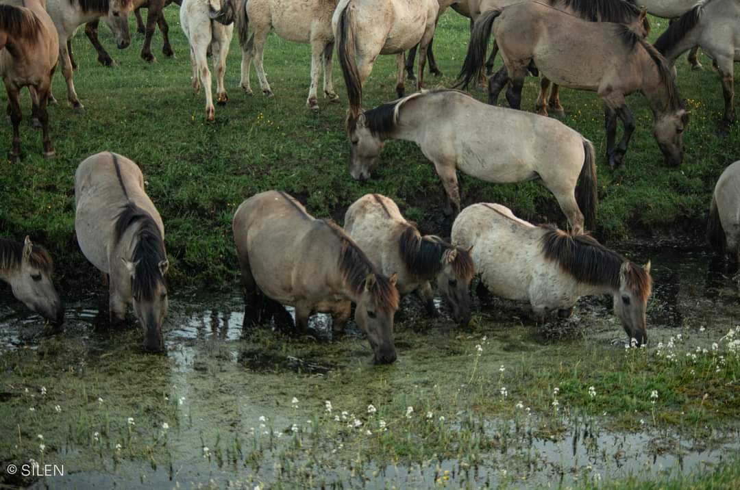 Zooteeka's tweet image. 🐂🐎 Šodien raidījumā: savvaļas zirgi, taurgovis un dabas atjaunošana Ķemeru pļavās + par iemesliem, kuru dēļ viņiem draud iznīcināšana.
🔊  Stāsta biologs @andis_liepa, viņu pieskatītājs un ĶNP fonda vadītājs. Klausies @NABAradio 12.00, pēc tam Spotify un LSM!

📷 Laura Silen