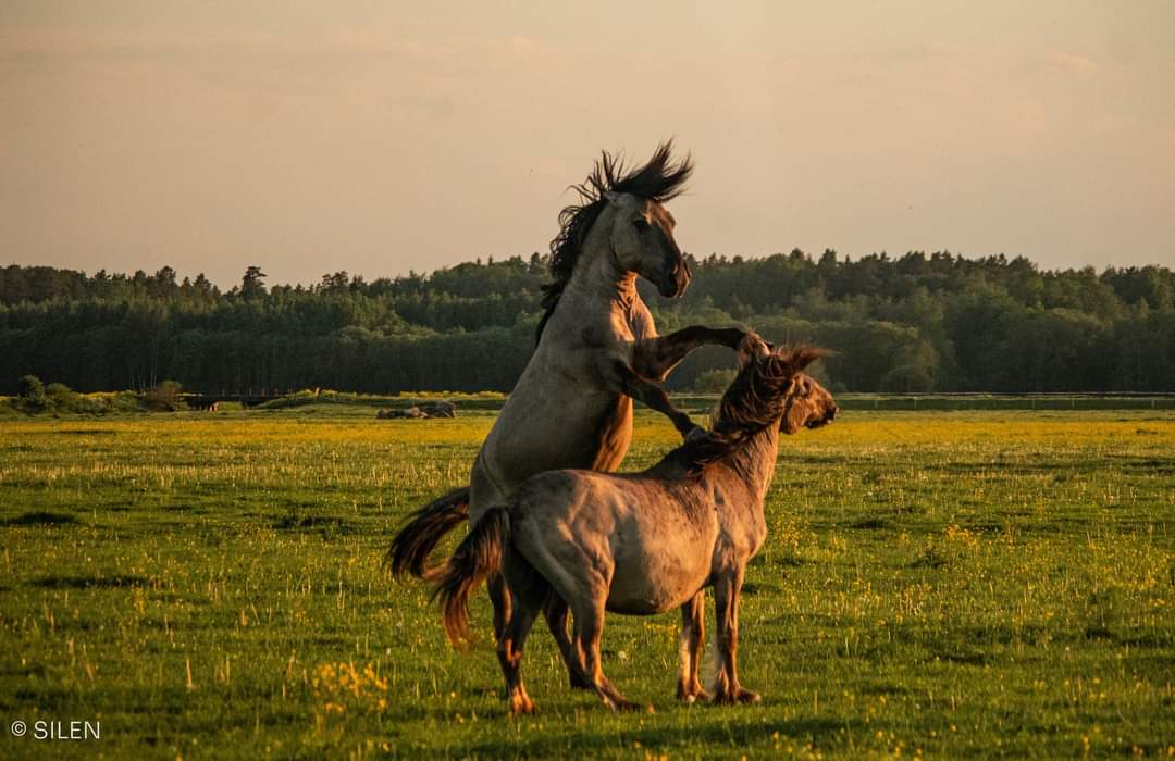Zooteeka's tweet image. 🐂🐎 Šodien raidījumā: savvaļas zirgi, taurgovis un dabas atjaunošana Ķemeru pļavās + par iemesliem, kuru dēļ viņiem draud iznīcināšana.
🔊  Stāsta biologs @andis_liepa, viņu pieskatītājs un ĶNP fonda vadītājs. Klausies @NABAradio 12.00, pēc tam Spotify un LSM!

📷 Laura Silen