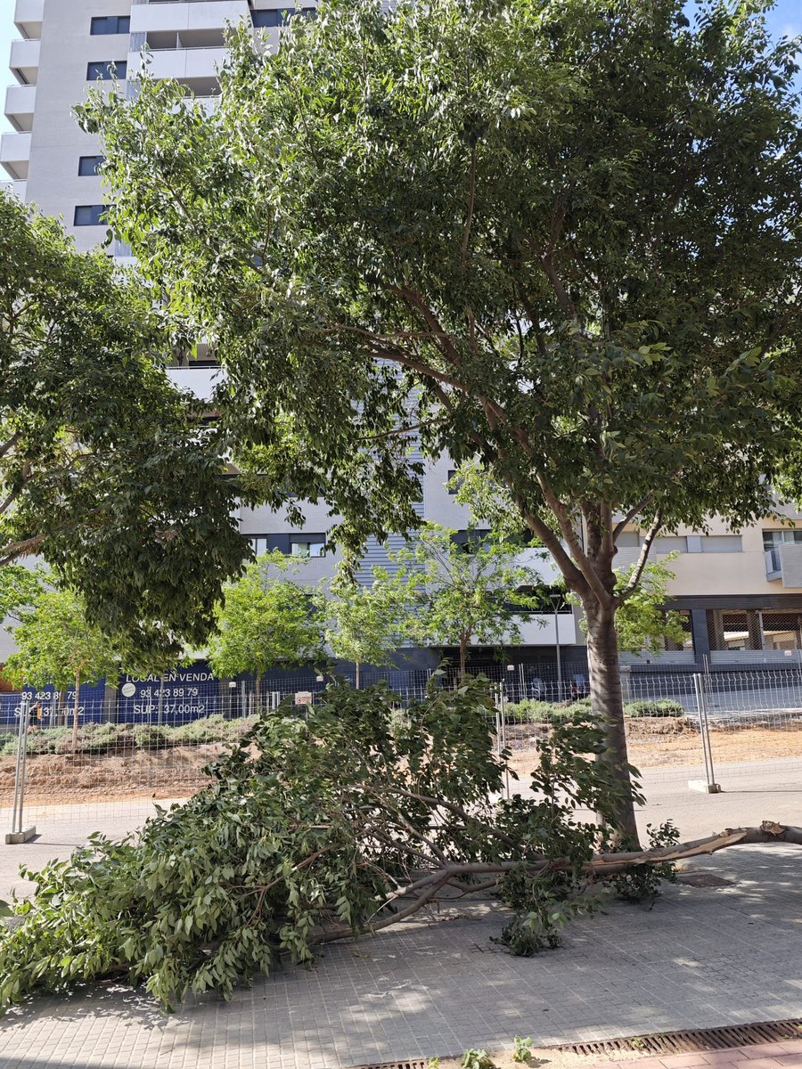 aixoeselqueess's tweet photo. Al final no quedarà res de verd al c/St.Jordi d' #Esplugues i #Hospitalet Camions i màquines amunt i avall tot el dia🚚🚜, carregant-se la vorera, arbres i plantes que hi havien. @ajesplugues @eduardsanga Estareu contents amb el pèssim tracte que estem rebent els @VeinsSantJordi https://t.co/JXRR24fxQf