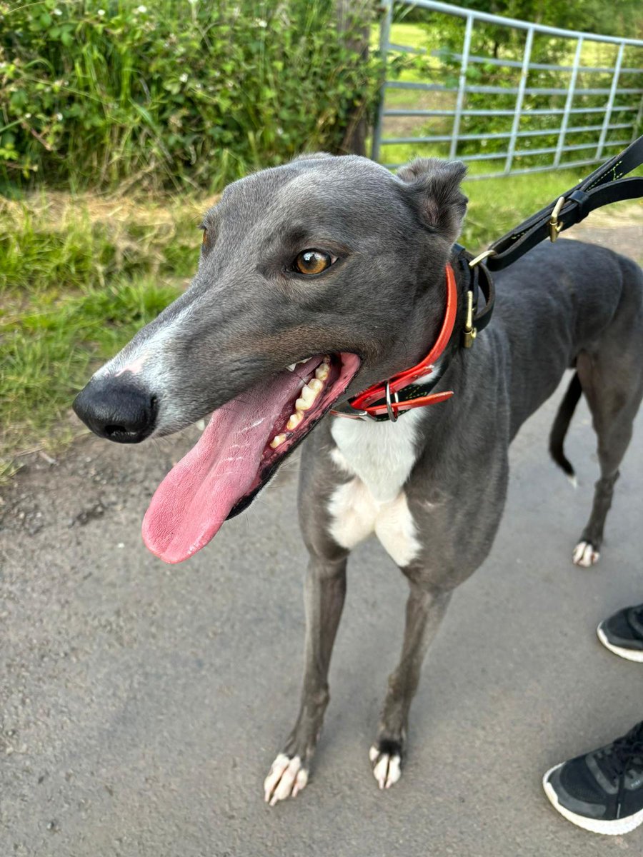 Patrick Guilfoyle (@patrickguilfoy4) on Twitter photo The very of luck to the Russell family and owners Gary and Karen Philips with Magical Bluebear tonight in The Arc Kent Silver Salver Final (Grp 1) at Central Park.
We'll be cheering you guys on from across the waters βοΈπ€ππ§Έπ <a href="/centralparkdogs/">Central Park Stadium</a> <a href="/SandraGuilfoyl5/">Sandy G</a> <a href="/GuilfoyleA17650/">Alice Guilfoyle</a> The very of luck to the Russell family and owners Gary and Karen Philips with Magical Bluebear tonight in The Arc Kent Silver Salver Final (Grp 1) at Central Park.
We'll be cheering you guys on from across the waters βοΈπ€ππ§Έπ <a href="/centralparkdogs/">Central Park Stadium</a> <a href="/SandraGuilfoyl5/">Sandy G</a> <a href="/GuilfoyleA17650/">Alice Guilfoyle</a>