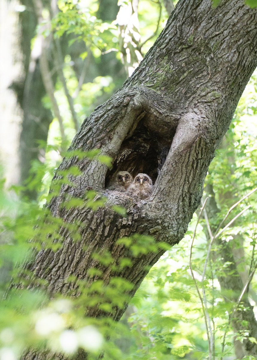 Utasophoto's tweet photo. フクロウの雛🦉

とってもかわいかった☺️
すくすく育って欲しい https://t.co/aNrihmSs3j