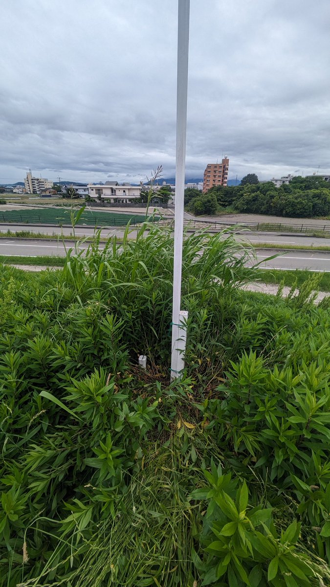 TriangulationP's tweet photo. 今週の三角点
■金沢
等級 :　四等三角点
緯度 :　34.077706472
経度 :　134.582484167
標高 :　5.36m
COD :　TR45134049602
場所 :　徳島県徳島市
草木の勢いに完全に飲み込まれていた。草をかき分け発見。三角点ビューワー39
#三角点
#三角点を踏まない
#三角点Viewerいつもありがとう https://t.co/vBDe2MTPZp